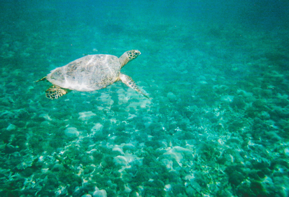 Gili-Inseln-Schildkröte