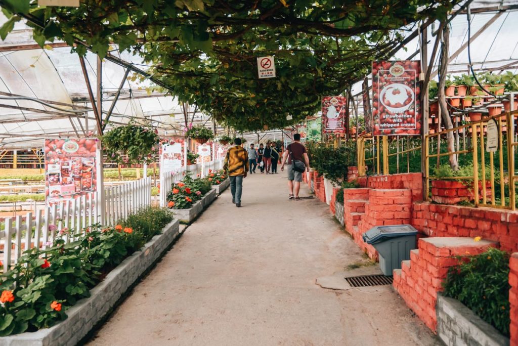 Cameron Highlands Strawberry Farm