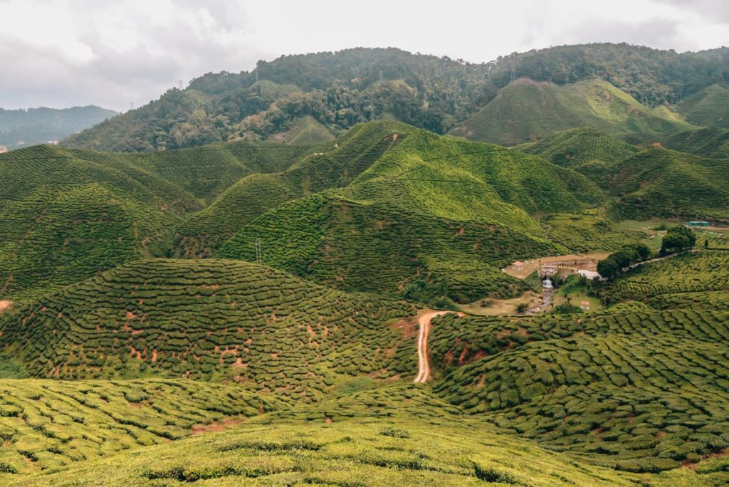 Cameron Highlands Teeplantagen
