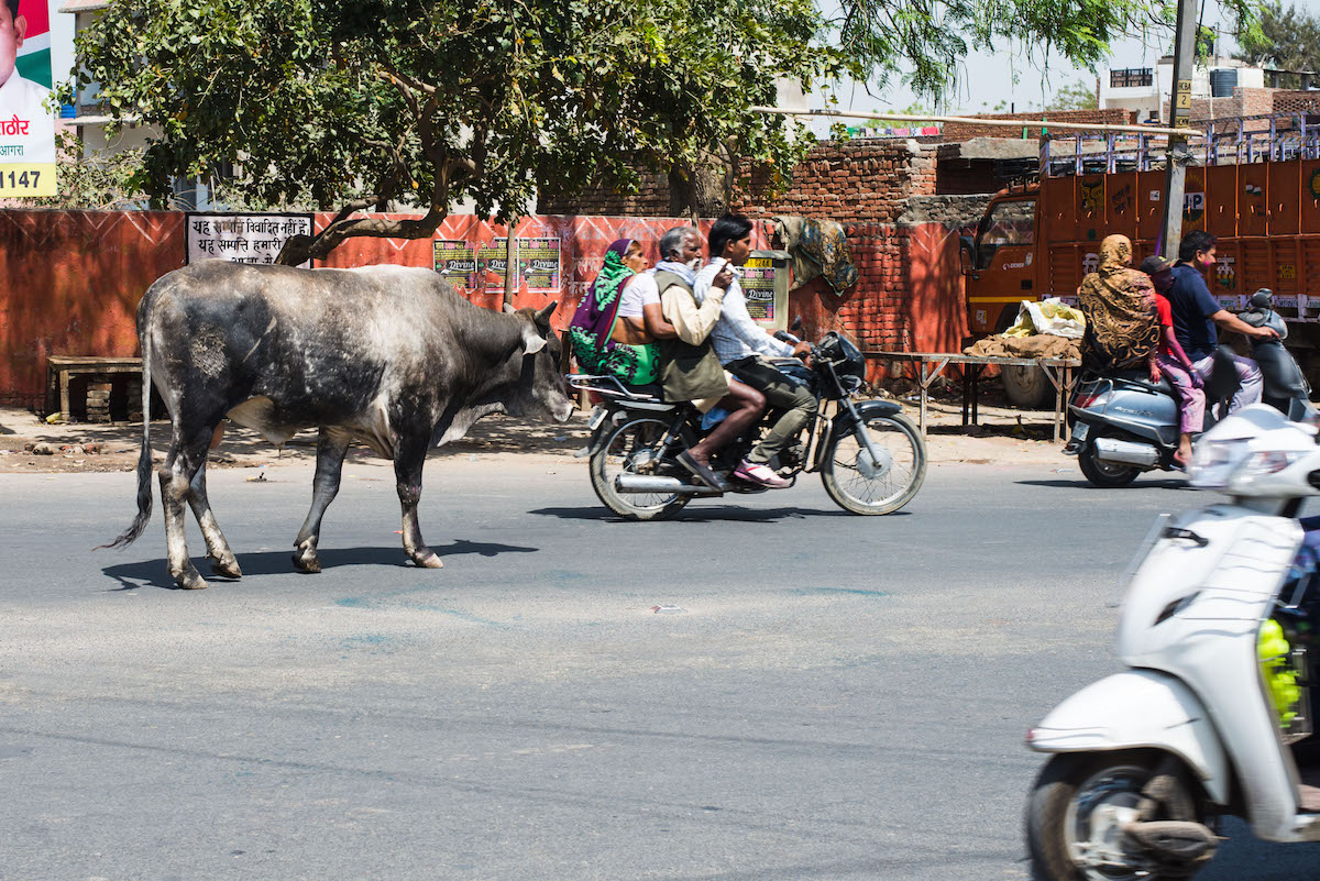 Kuh-indischer-Straßenverkehr
