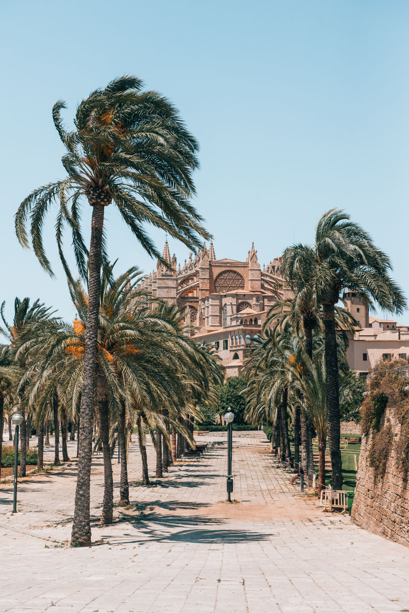 Palma de Mallorca Palmen