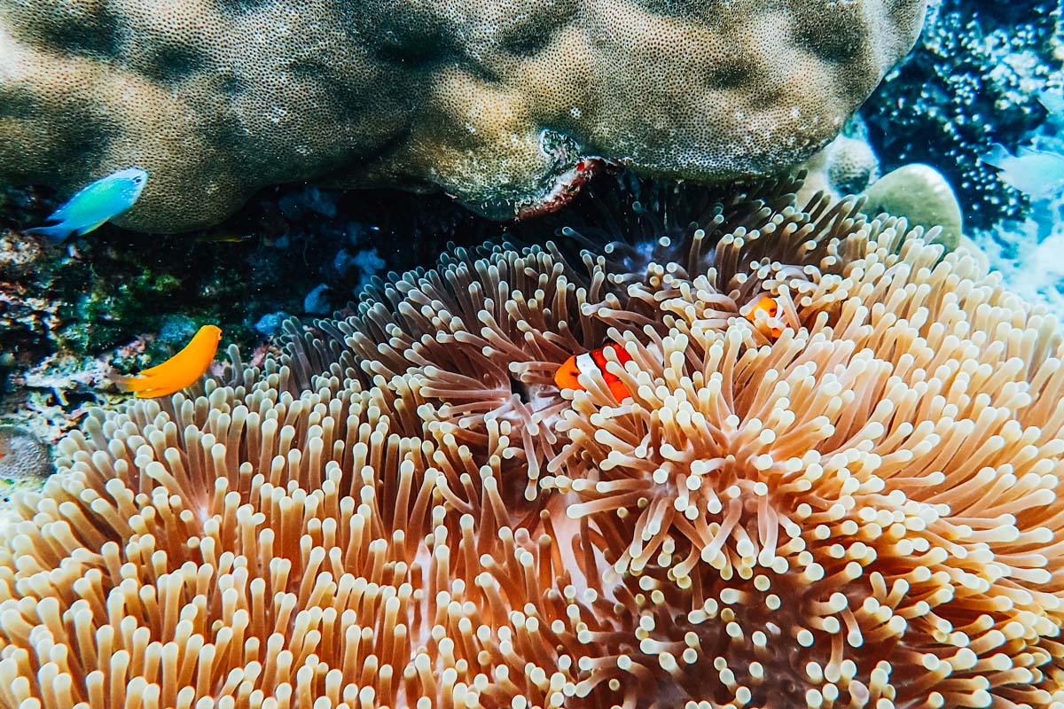 Nemo Surin Islands