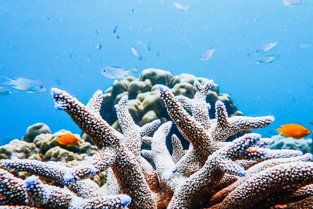 Schnorcheln Surin Inseln