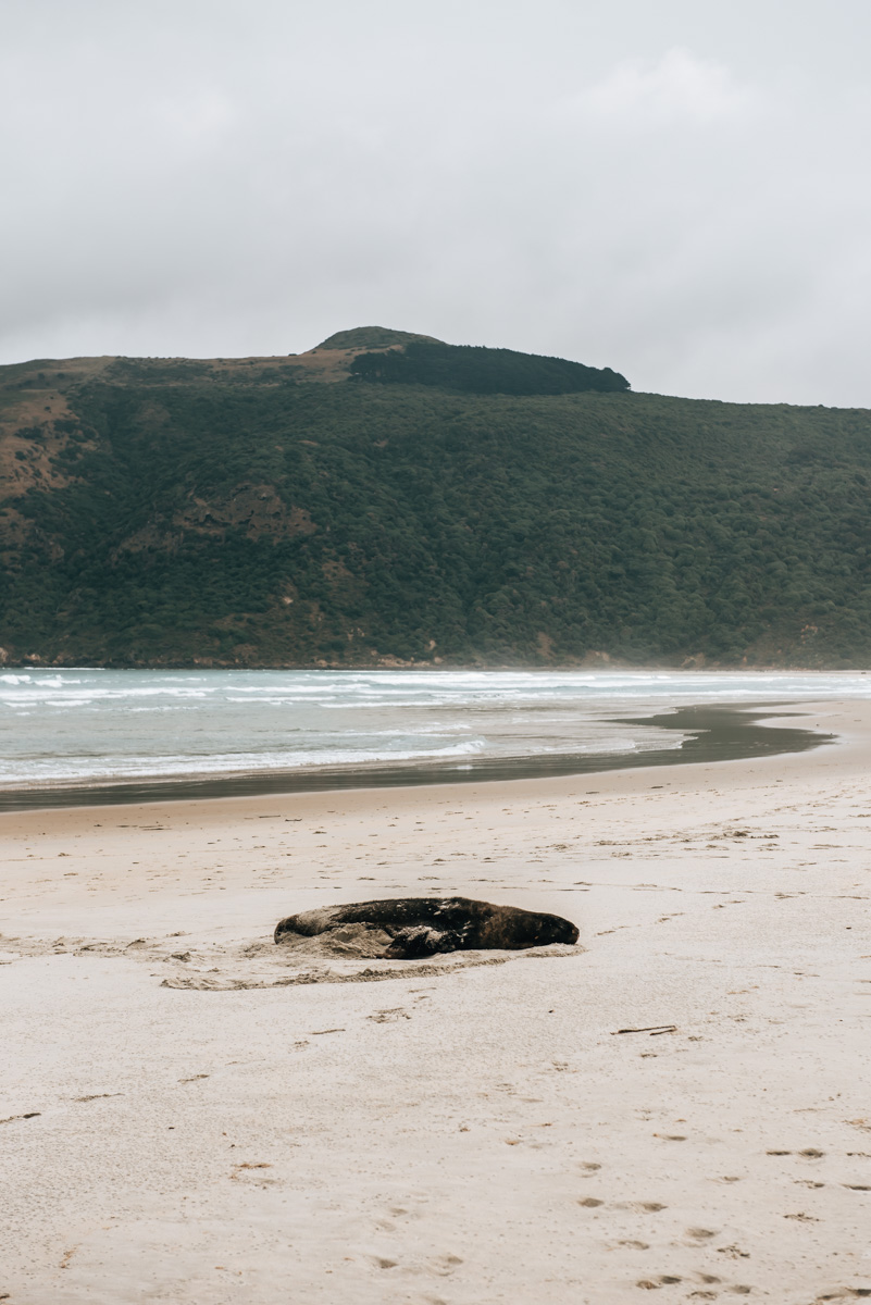 Allans Beach Otago
