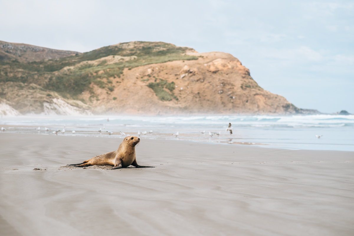 Watch Seals New Zealand