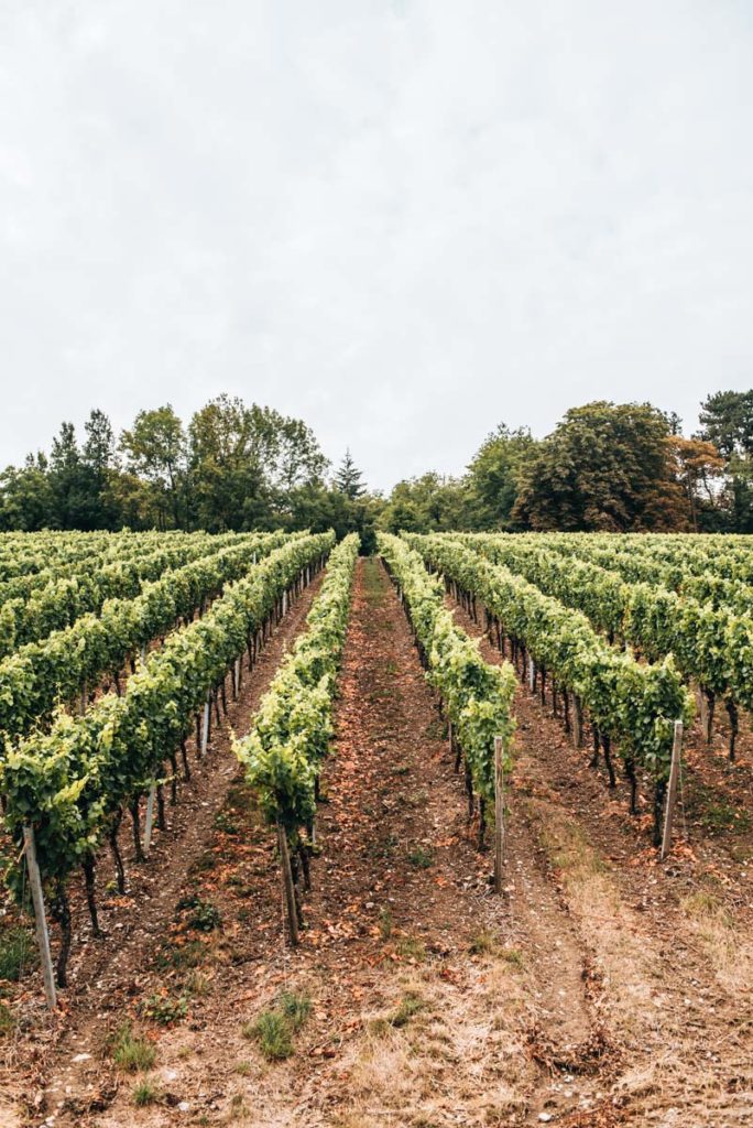 Steinweinpfad Würzburg