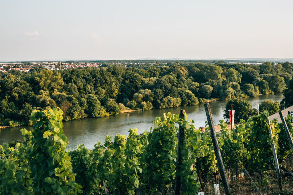 Weinberge Schweinfurt