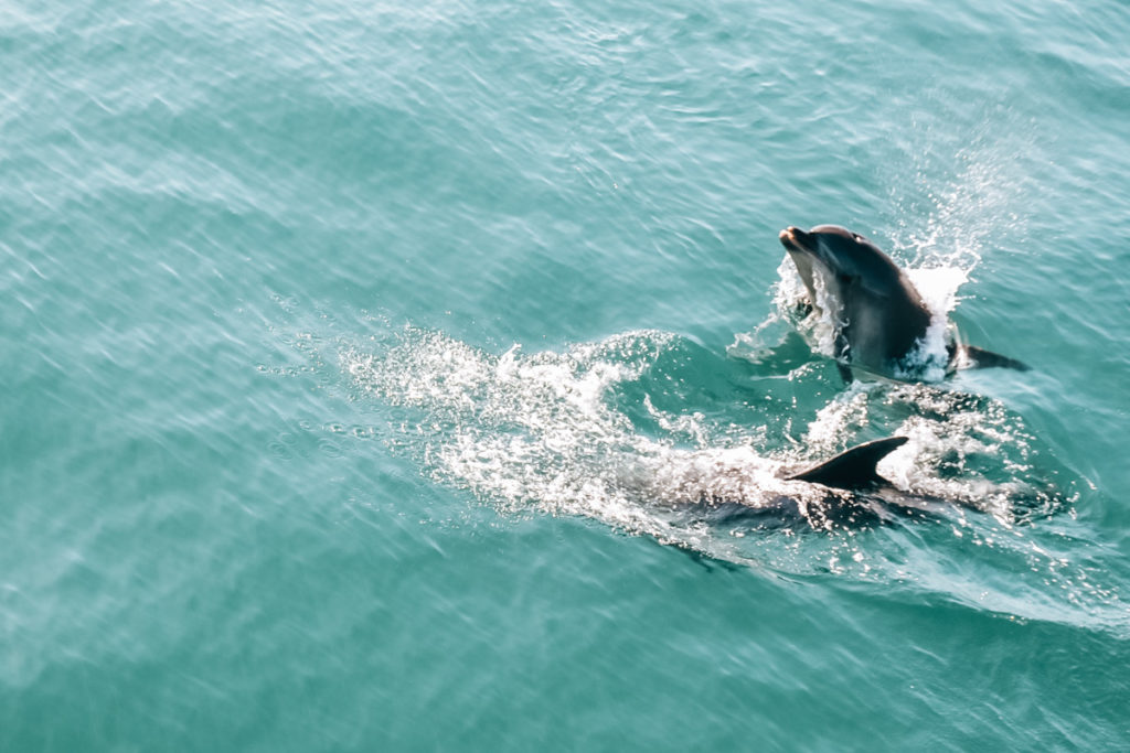 Bay of Islands Dolphins