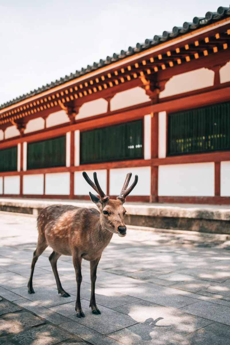 Nara Travel Guide