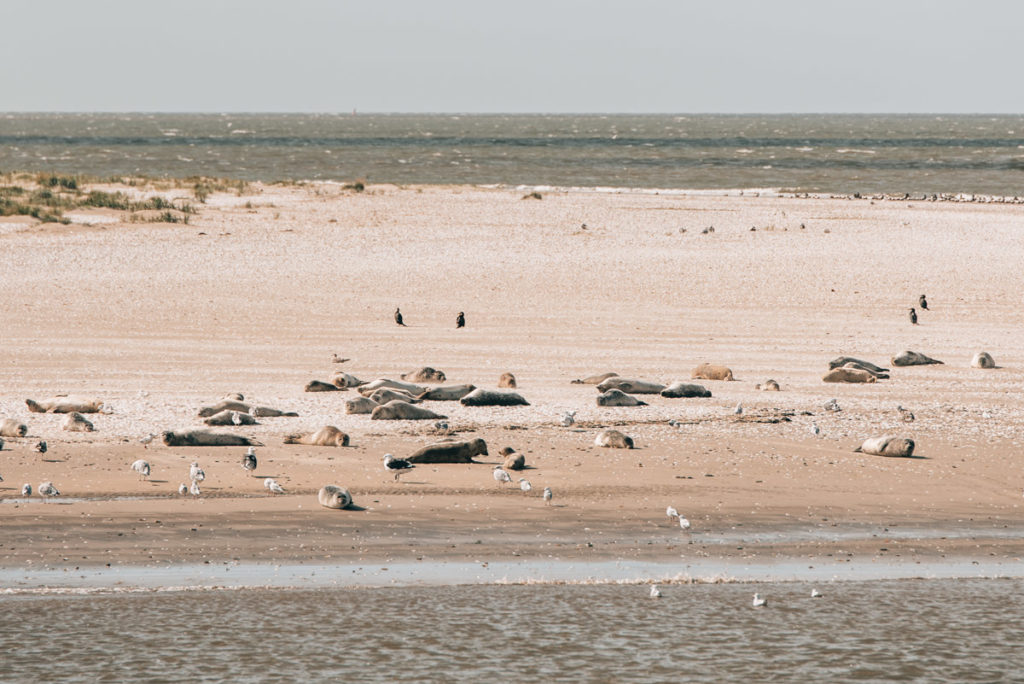 Nordsee Seehunde
