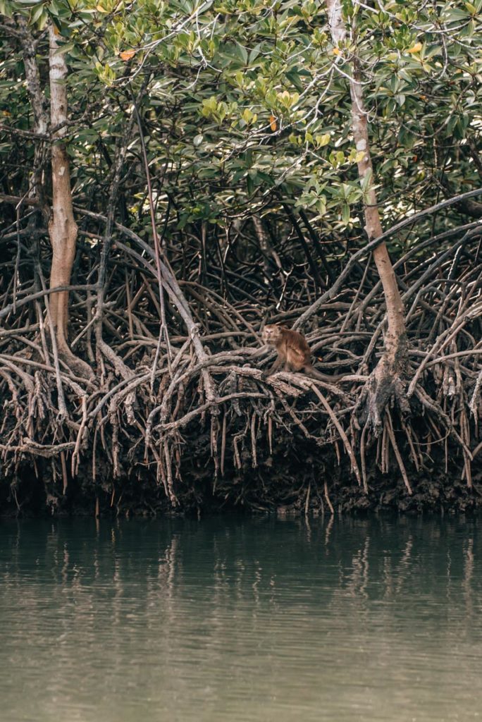 Krabi Mangrove