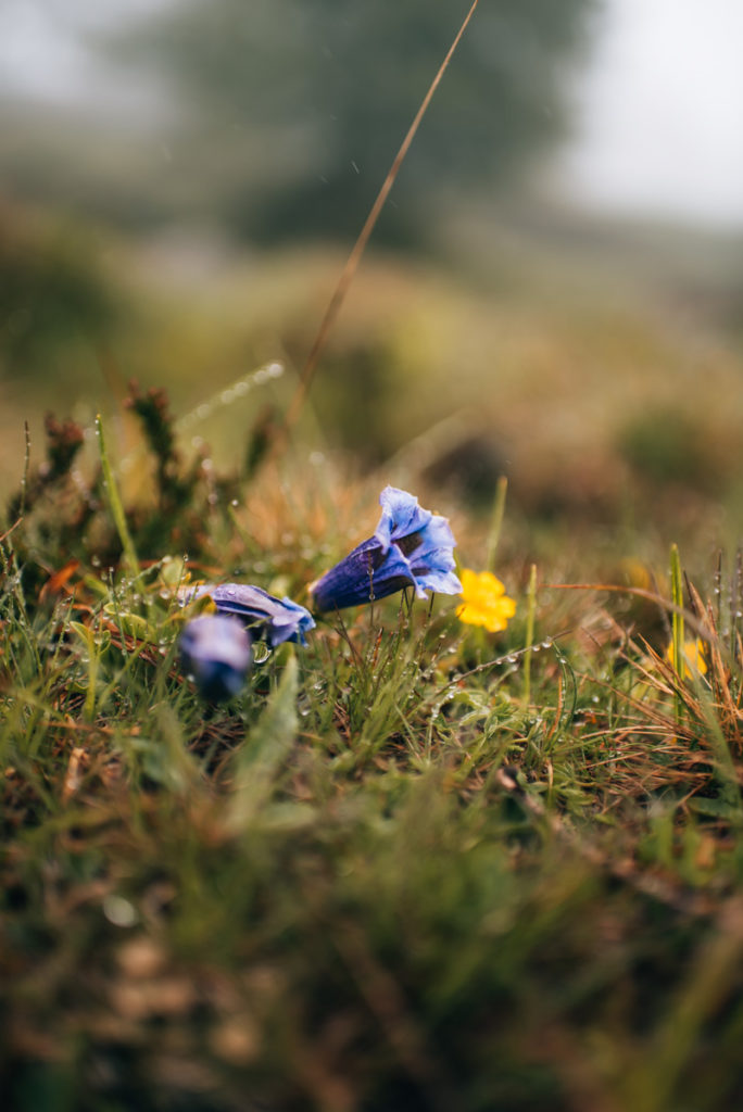 Enzian Millstätter See