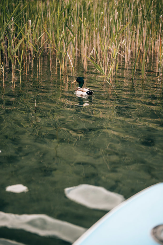 Weissensee Ente