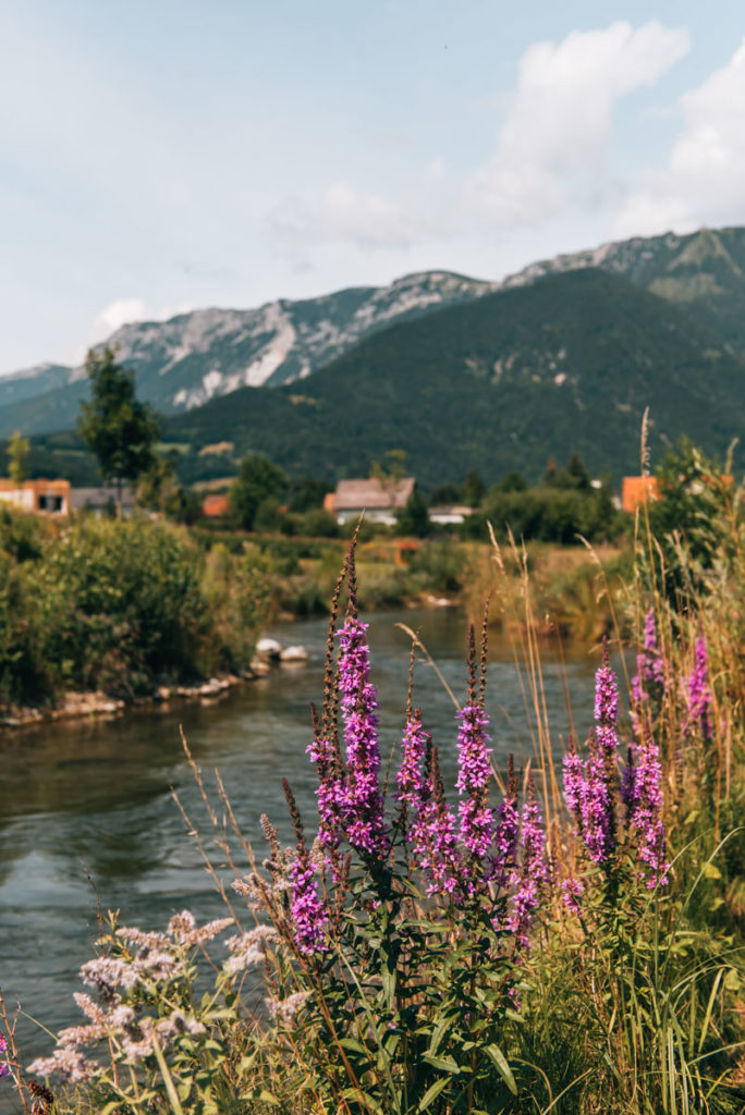 Wartholz am Fluss Picknick