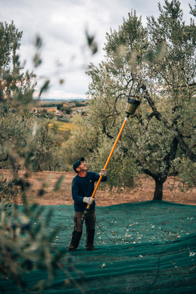 Oliven Ernten