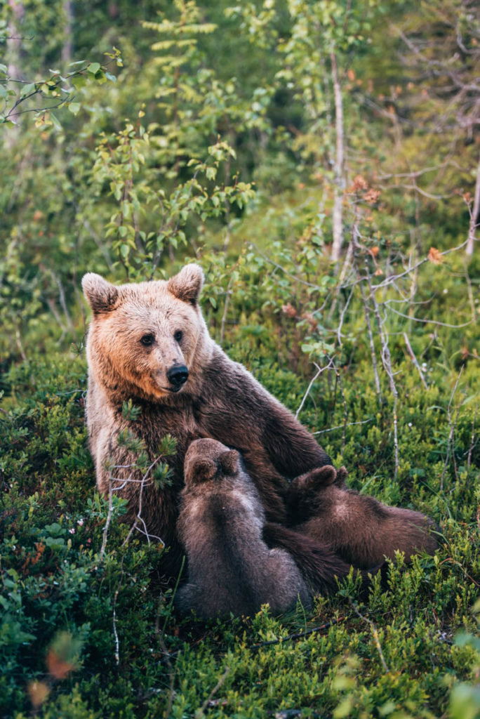 Bären beobachten Finnland