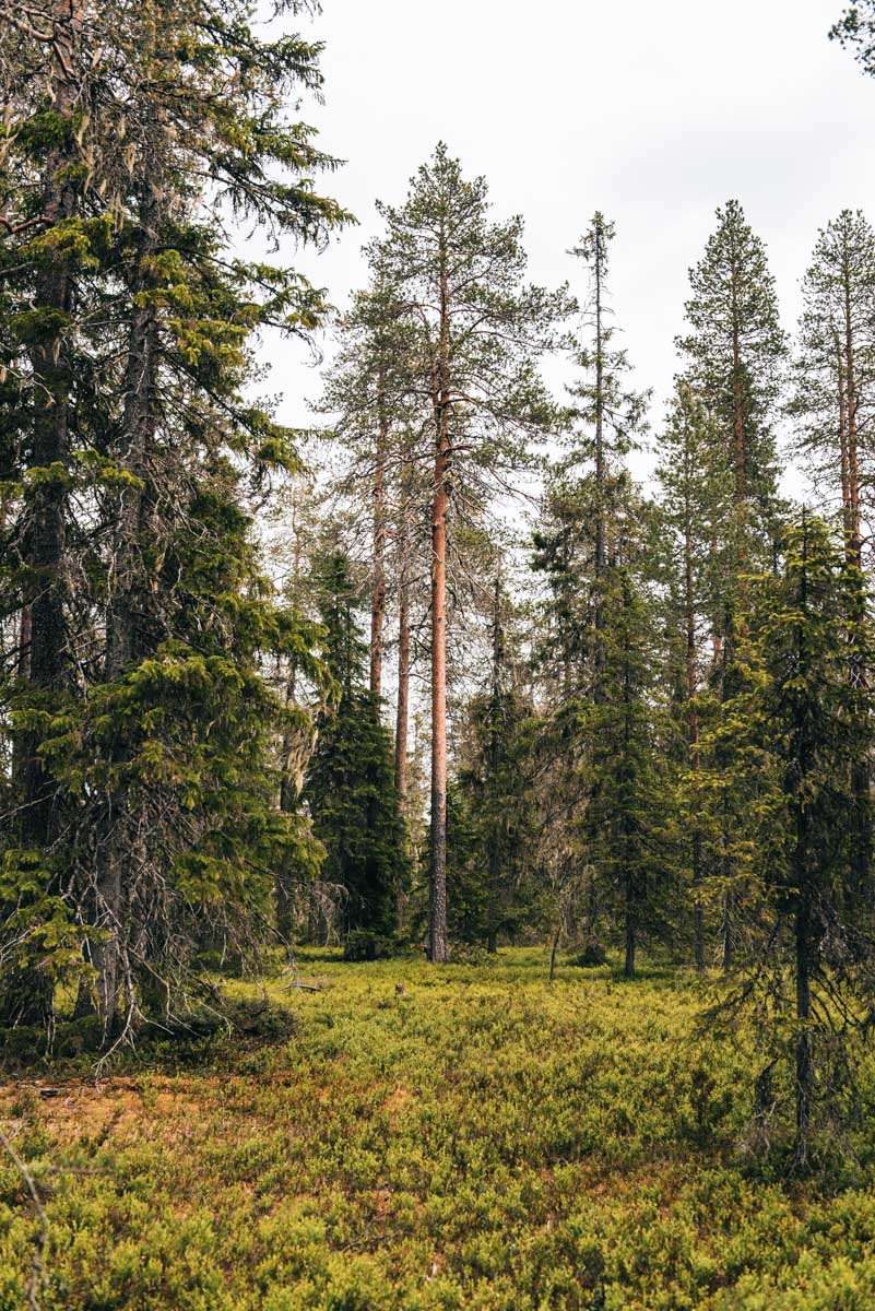 Hossa Nationalpark Finnland