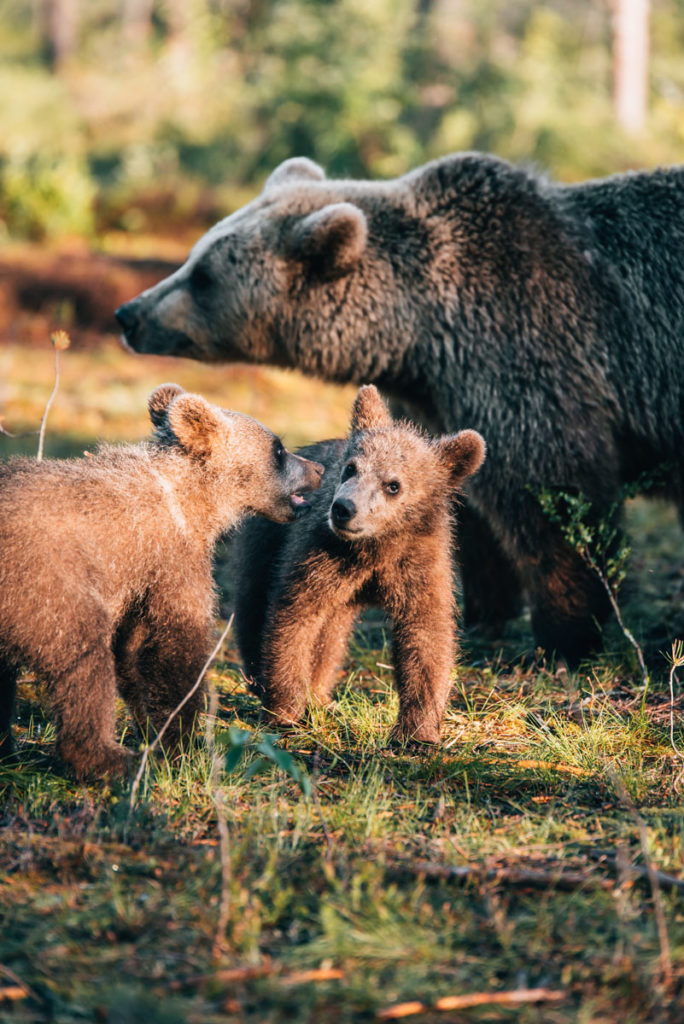 Suomussalmi Bären boebachten