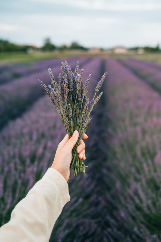 Lavendel Neusiedler See