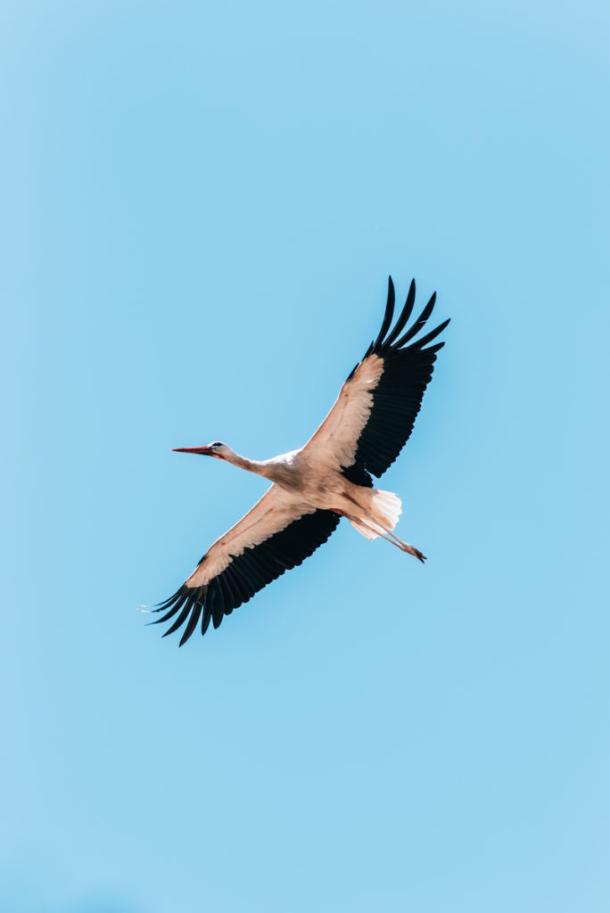 Neusiedler See Störche