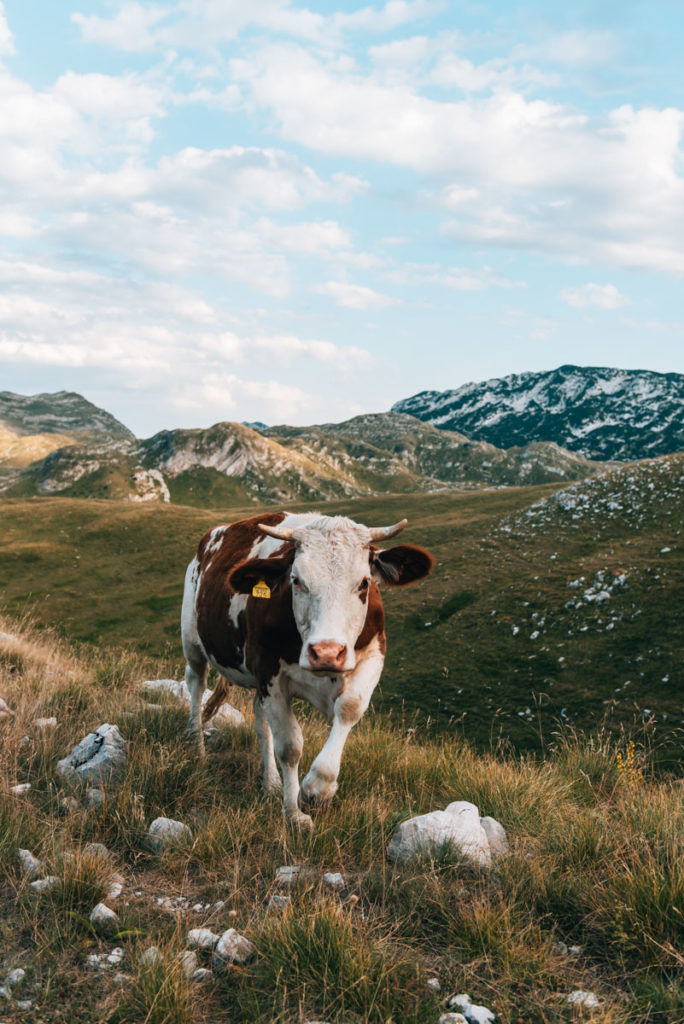 Durmitor Nationalpark Tiere