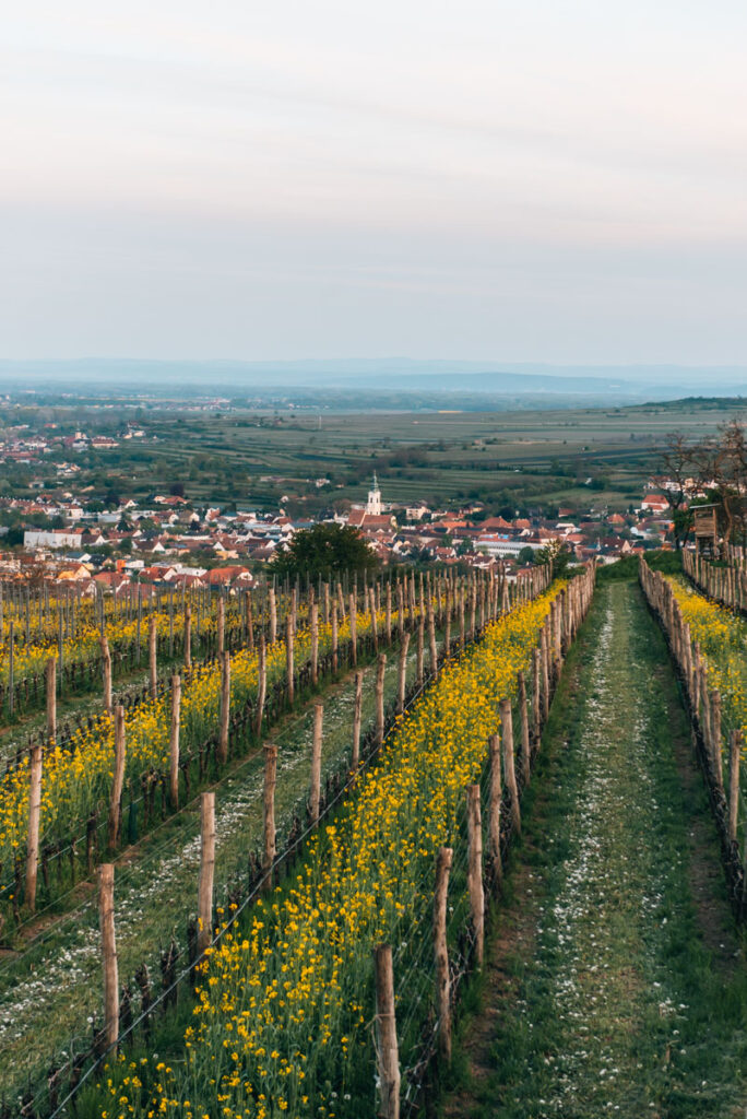 Weinweg Langenlois