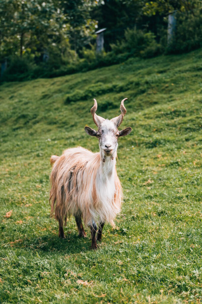 Erlebnisbauernhof Scheifling