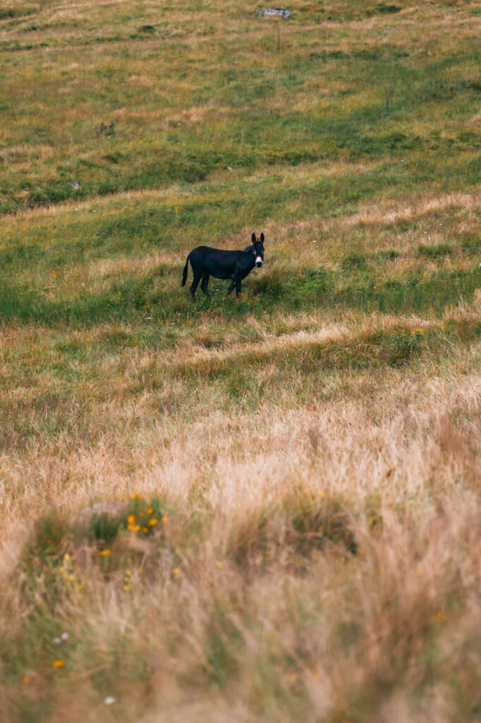 Eselsberger Alm Murau