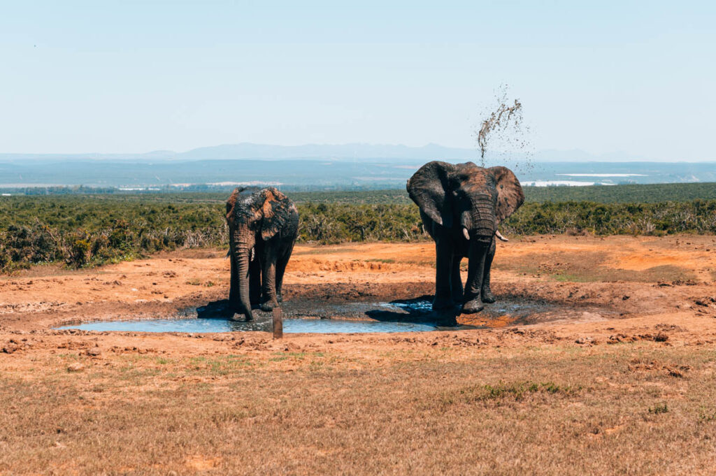 Addo Elefanten Südafrika