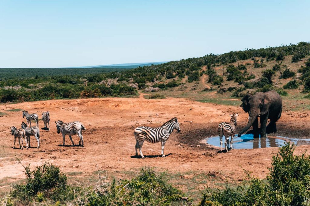 Addo Elephant Park Safari Tipps