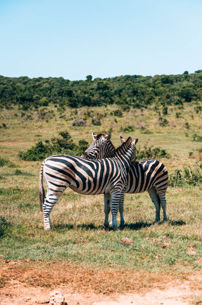 Addo Nationalpark Tipps