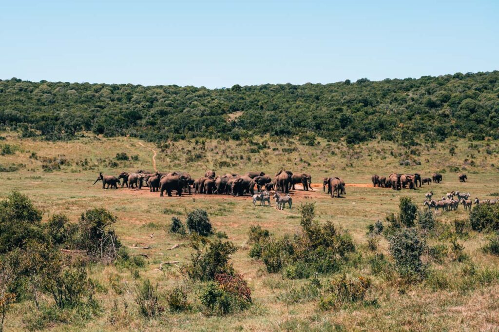 Addo Ngulube Waterhole