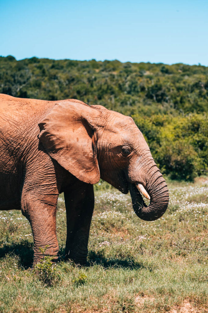 Addo Südafrika Elefanten
