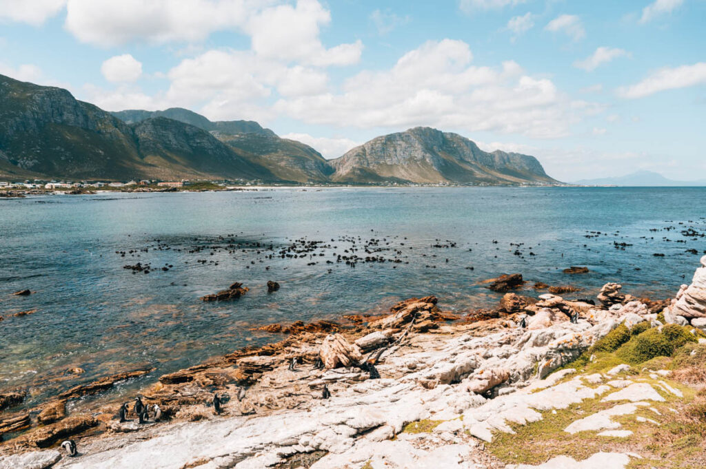 Bettys Bay Brillenpinguine