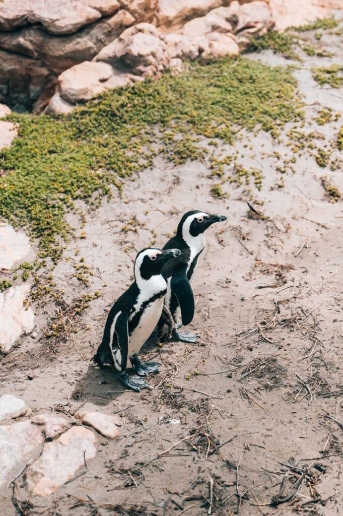 Bettys Bay Pinguine