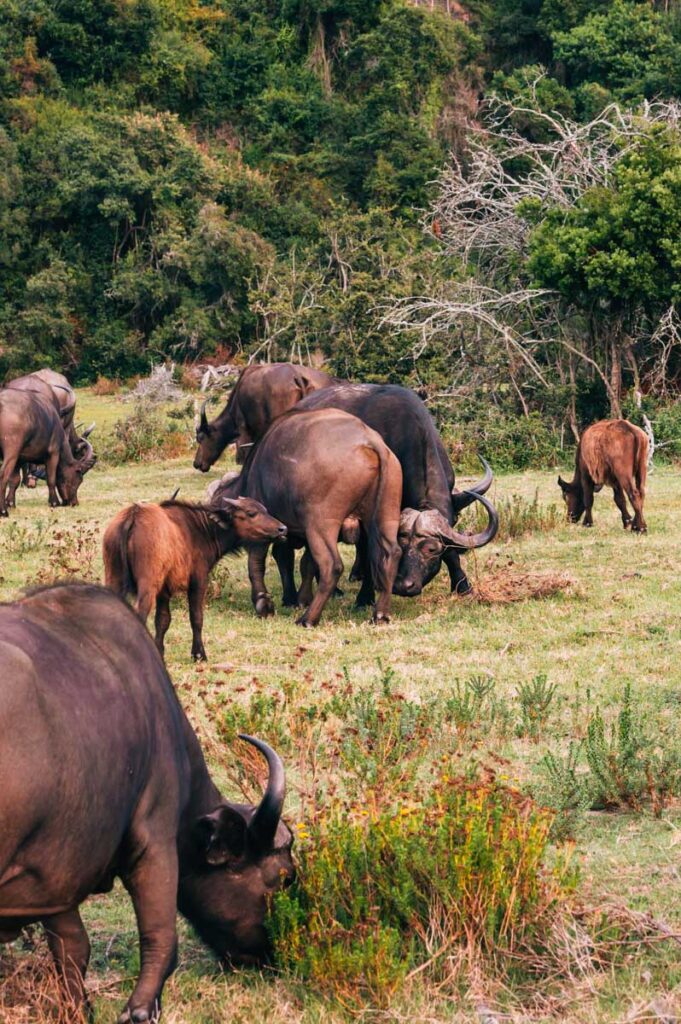Botlierskop Büffel