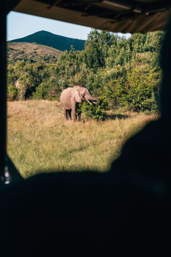 Botlierskop Elefanten