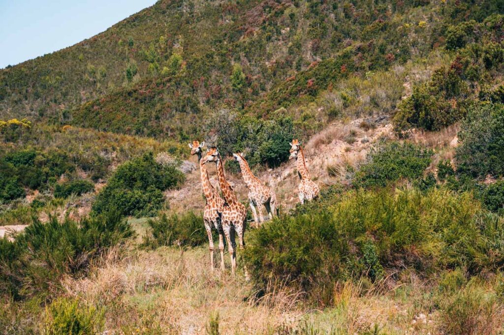 Botlierskop Giraffen
