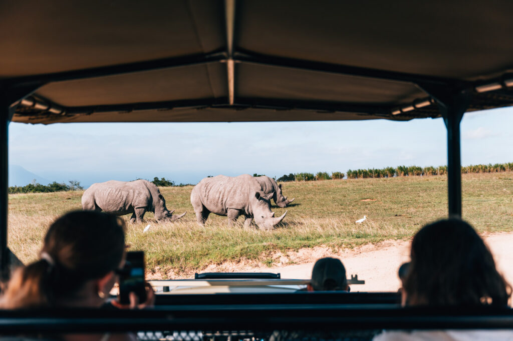 Botlierskop Nashörner