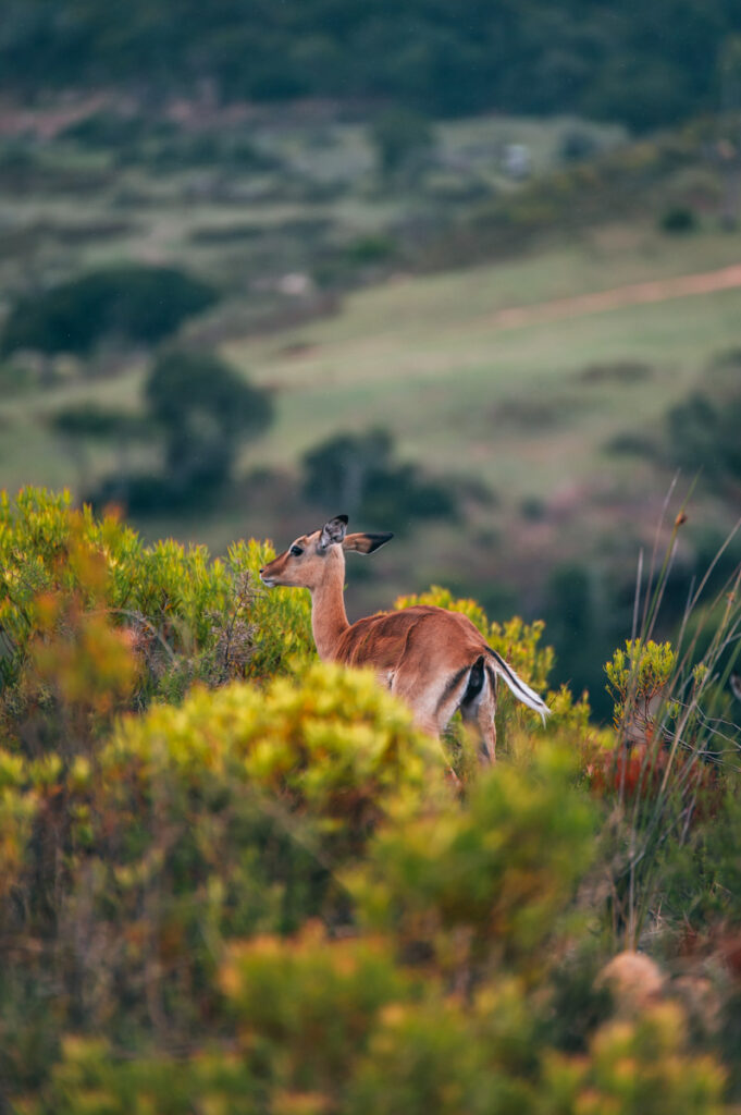 Botlierskop Privat Game Reserve
