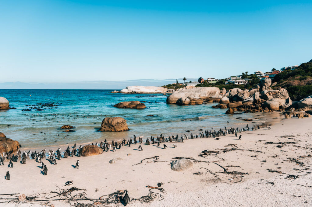 Boulders Beach Kap Halbinsel