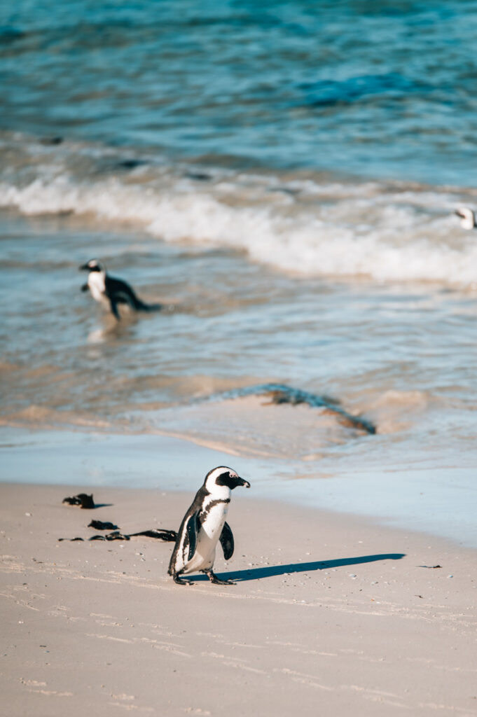 Boulders Beach Pinguine