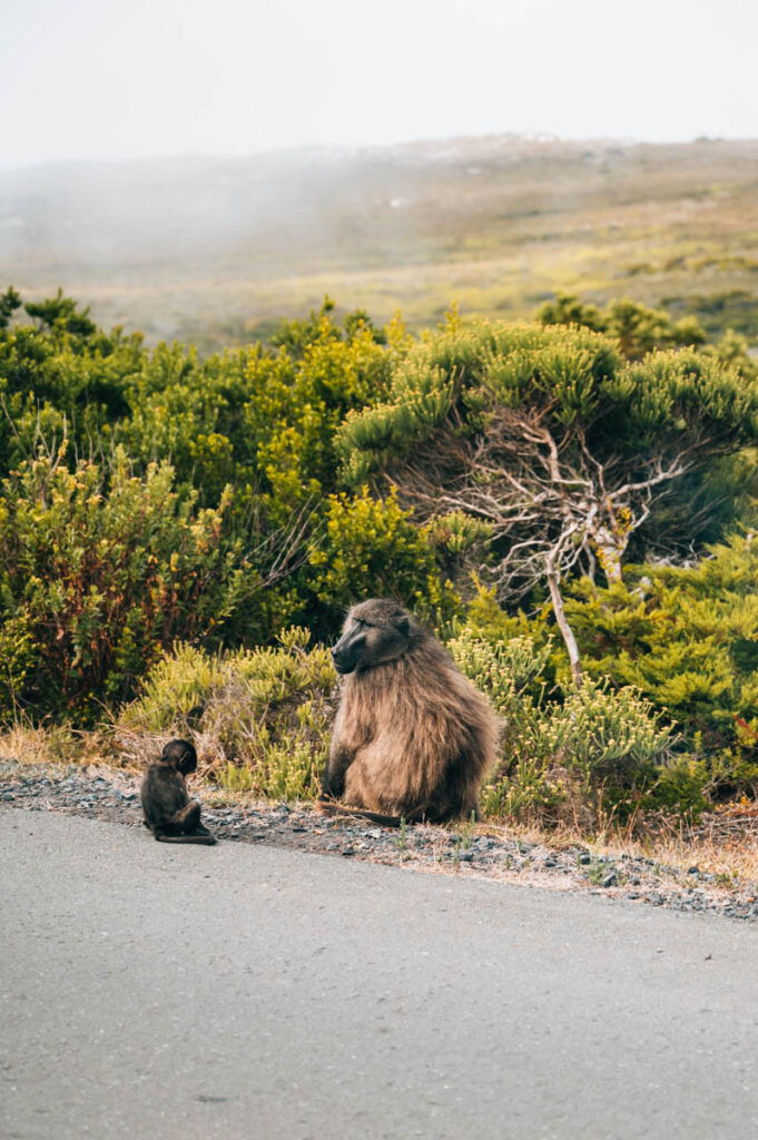 Cape of Good Hope Baboons
