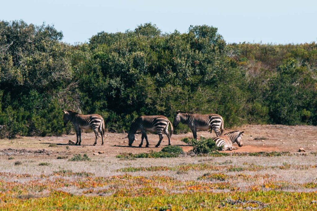 De Hoop Zebras