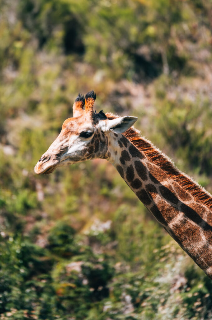 Garden Route Giraffen