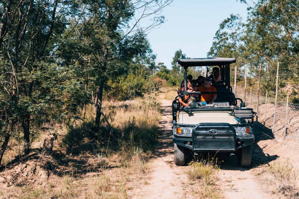 Garden Route Safari Kinder