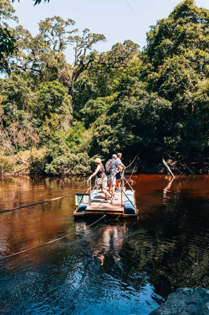 Half Collared Kingfisher Trail