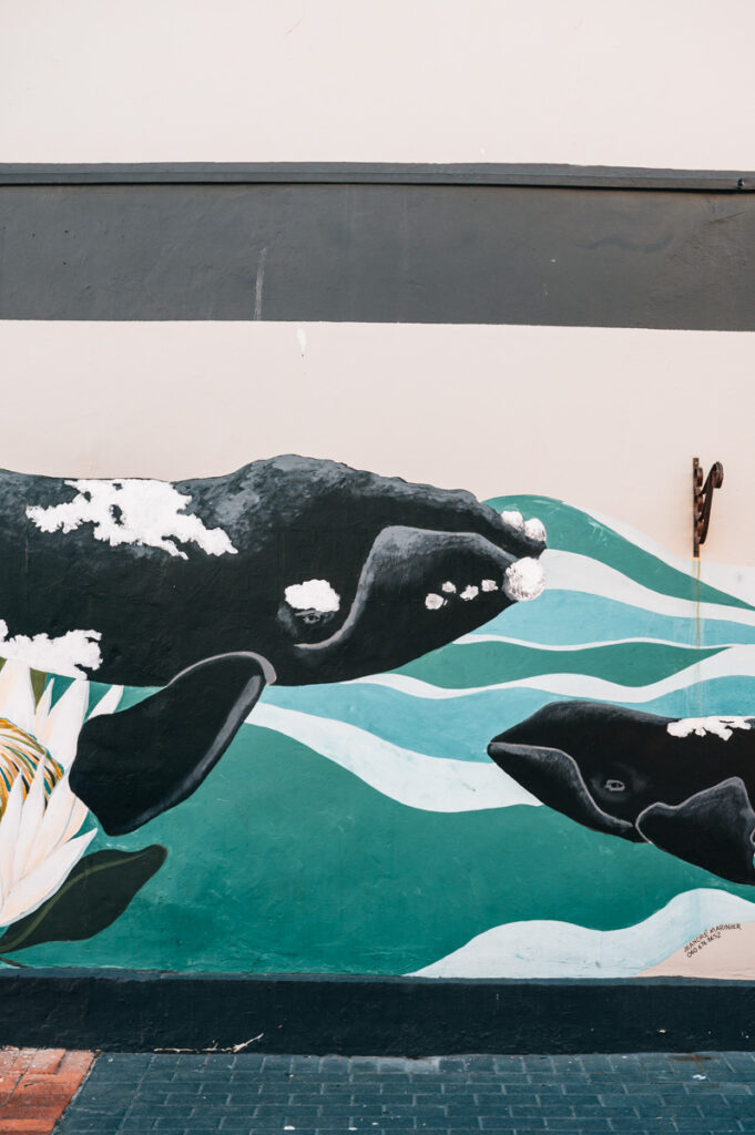 Hermanus Whale Watching