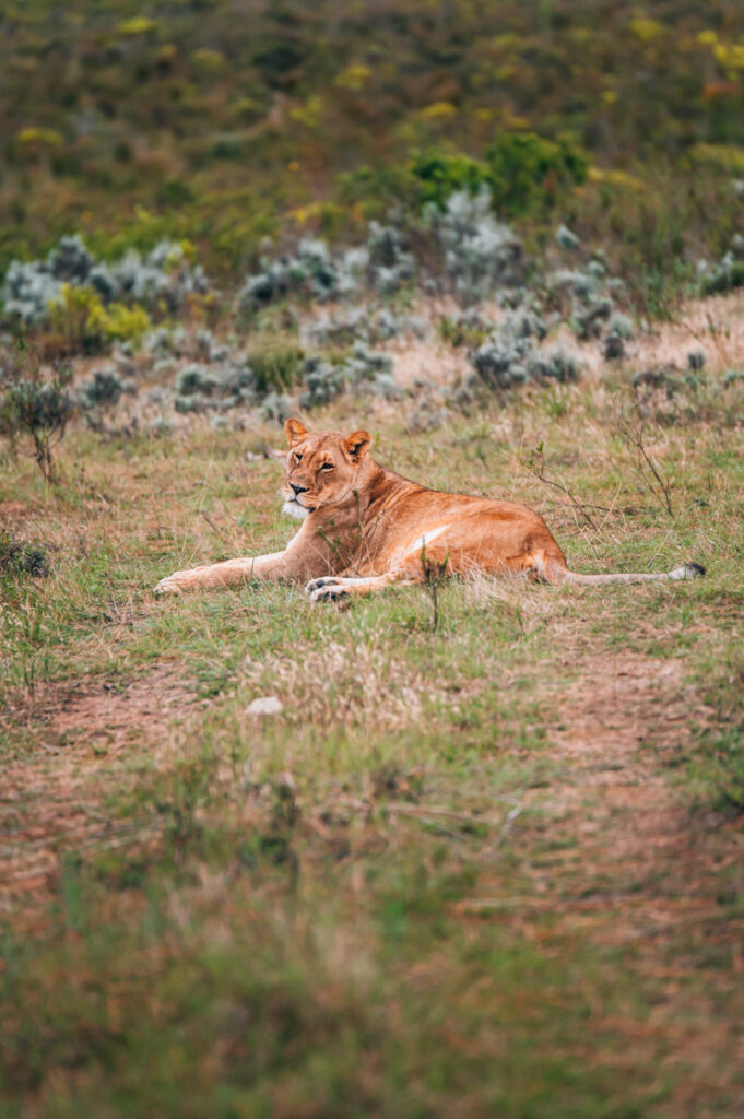 Südafrika gefährliche Tiere Sicherheit