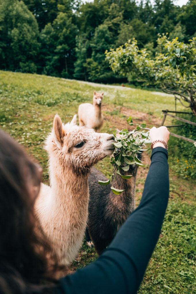 Alpakas Knappenhof Gamlitz